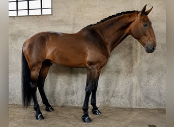 PRE Mestizo, Semental, 4 años, 178 cm, Castaño