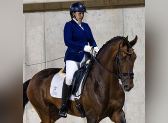 PRE Mestizo, Semental, 4 años, 178 cm, Castaño