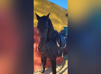 PRE, Semental, 4 años