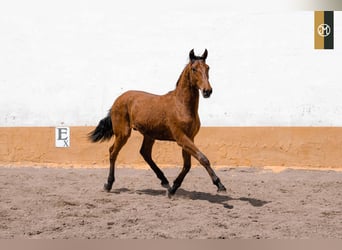 PRE, Semental, 4 años, Castaño