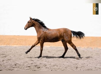 PRE, Semental, 4 años, Castaño