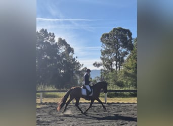 PRE, Semental, 4 años, Castaño