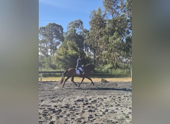 PRE, Semental, 4 años, Castaño