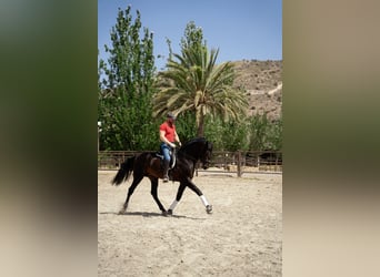 PRE, Semental, 4 años, Castaño