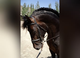 PRE, Semental, 4 años, Castaño