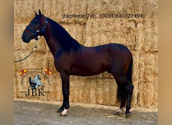 PRE, Semental, 4 años, Castaño