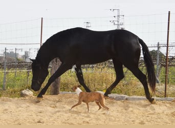 PRE Mestizo, Semental, 4 años, Negro