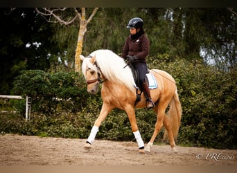 PRE Mestizo, Semental, 4 años, Palomino