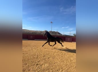 PRE Mestizo, Semental, 4 años, Tordo