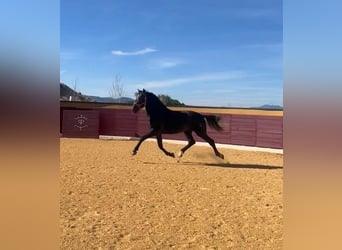 PRE Mestizo, Semental, 4 años, Tordo