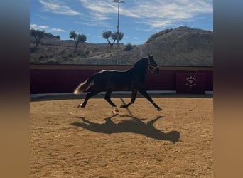 PRE Mestizo, Semental, 4 años, Tordo
