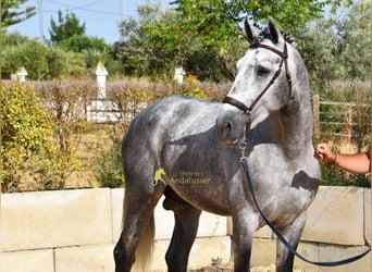 PRE, Semental, 4 años, Tordo