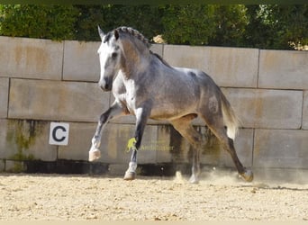 PRE, Semental, 4 años, Tordo