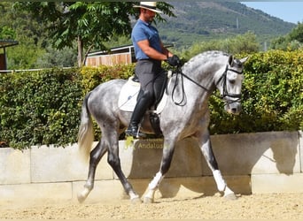 PRE, Semental, 4 años, Tordo