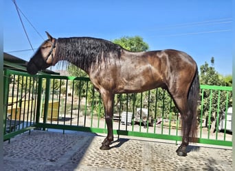 PRE Mestizo, Semental, 5 años, 153 cm, Negro