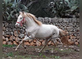 PRE, Semental, 5 años, 153 cm, Perlino