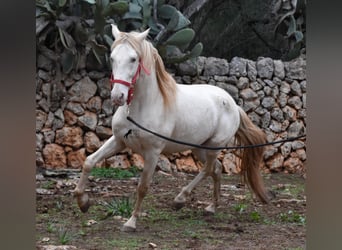 PRE, Semental, 5 años, 153 cm, Perlino