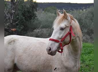 PRE, Semental, 5 años, 153 cm, Perlino