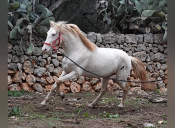 PRE, Semental, 5 años, 153 cm, Perlino