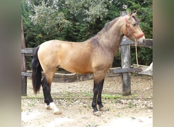 PRE Mestizo, Semental, 5 años, 155 cm, Castaño rojizo
