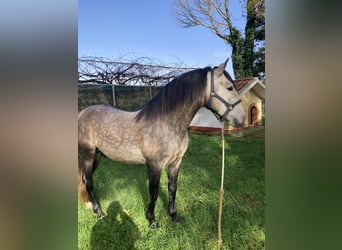 PRE, Semental, 5 años, 155 cm, Tordo