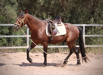PRE Mestizo, Semental, 5 años, 156 cm, Castaño