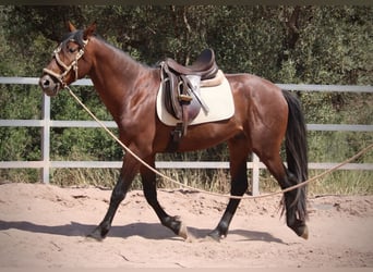 PRE Mestizo, Semental, 5 años, 156 cm, Castaño