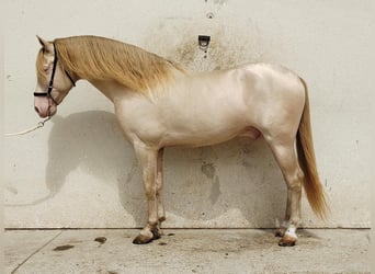 PRE Mestizo, Semental, 5 años, 157 cm, Perlino