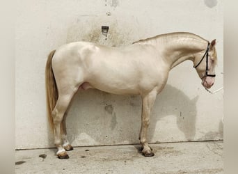 PRE Mestizo, Semental, 5 años, 157 cm, Perlino
