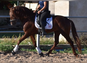 PRE, Semental, 5 años, 158 cm, Alazán
