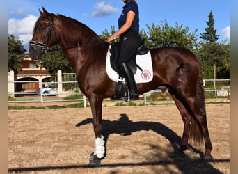 PRE, Semental, 5 años, 158 cm, Alazán