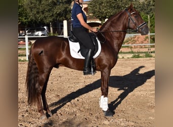 PRE, Semental, 5 años, 158 cm, Alazán