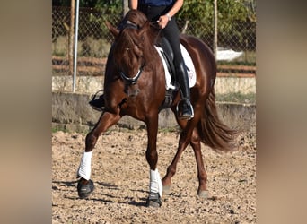 PRE, Semental, 5 años, 158 cm, Alazán