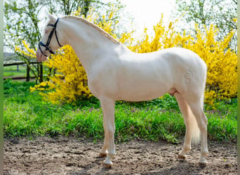 PRE Mestizo, Semental, 5 años, 158 cm, Cremello