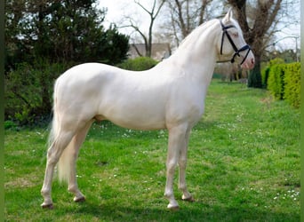PRE Mestizo, Semental, 5 años, 158 cm, Cremello