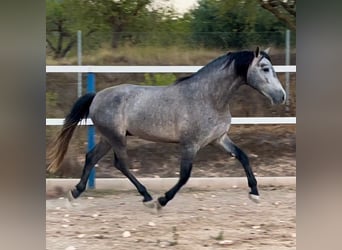 PRE Mestizo, Semental, 5 años, 158 cm, Tordo