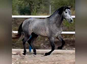 PRE Mestizo, Semental, 5 años, 158 cm, Tordo