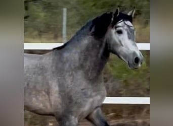 PRE Mestizo, Semental, 5 años, 158 cm, Tordo