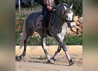 PRE, Semental, 5 años, 158 cm, Tordo