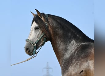 PRE, Semental, 5 años, 158 cm, Tordo