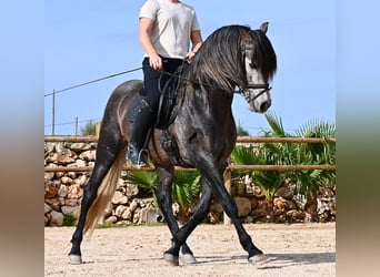 PRE Mestizo, Semental, 5 años, 158 cm, Tordo