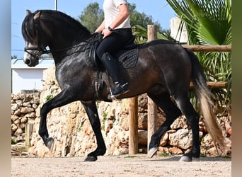 PRE Mestizo, Semental, 5 años, 158 cm, Tordo