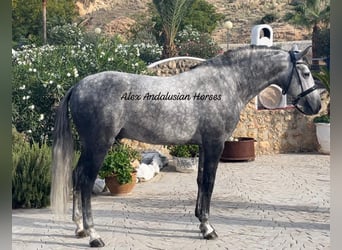 PRE Mestizo, Semental, 5 años, 158 cm, Tordo rodado