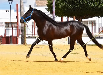 PRE, Semental, 5 años, 159 cm