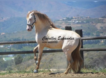 PRE, Semental, 5 años, 159 cm, Cremello