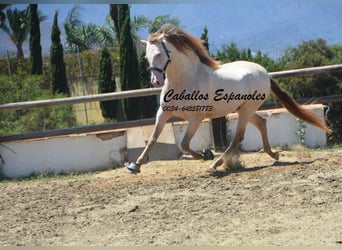 PRE, Semental, 5 años, 159 cm, Cremello