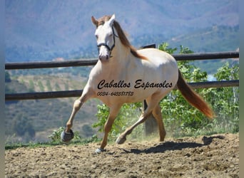 PRE, Semental, 5 años, 159 cm, Cremello