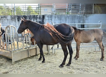 PRE Mestizo, Semental, 5 años, 159 cm, Negro