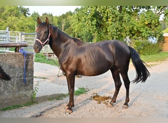 PRE Mestizo, Semental, 5 años, 159 cm, Negro
