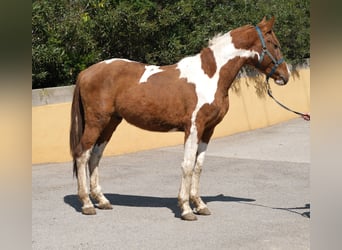 PRE Mestizo, Semental, 5 años, 159 cm, Pío